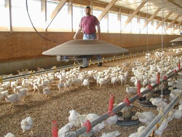  Granja de pollos