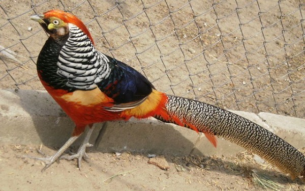  pheasant breeding