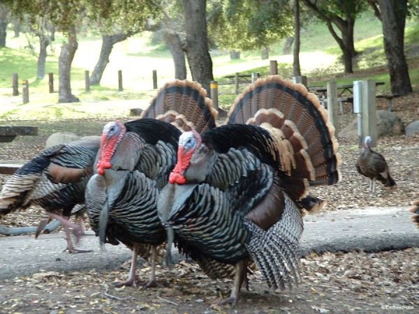  Bronze wide-breasted turkey breed