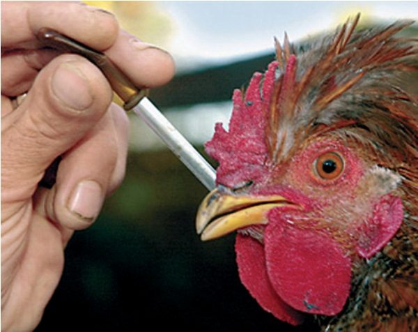  Prevención de aves de corral