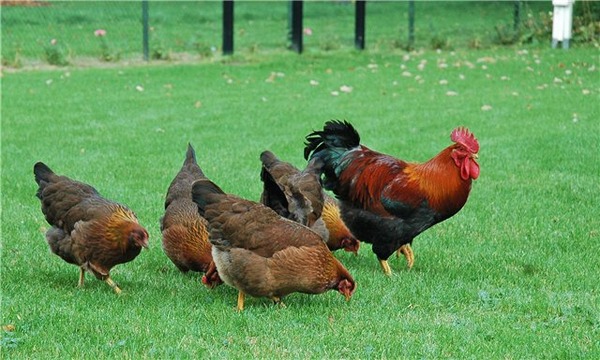  Pollos en la carrera