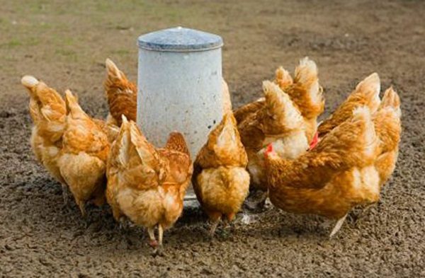  Prohibited chicken laying methods