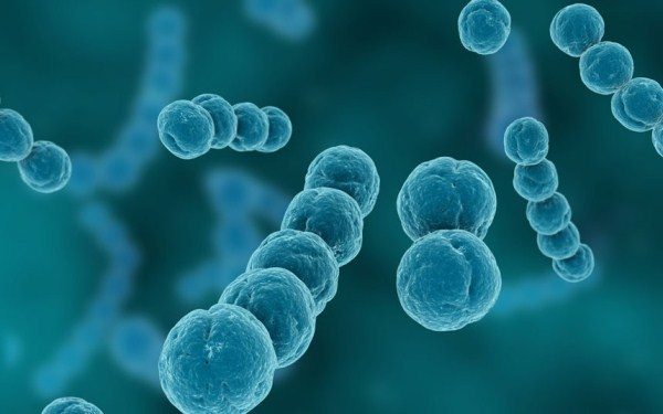  Streptococcus bacterium