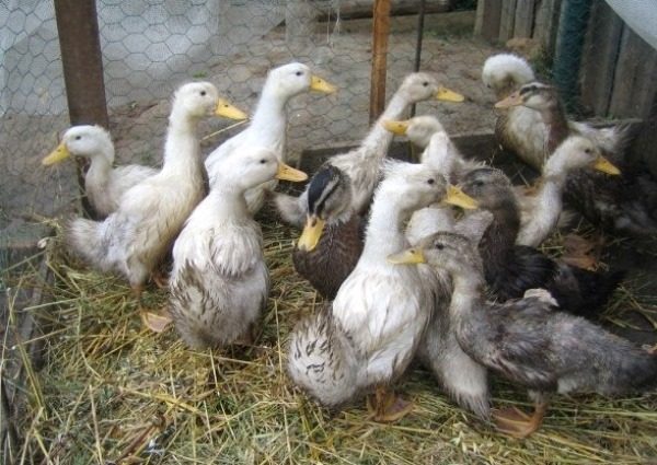  Grown broiler ducks