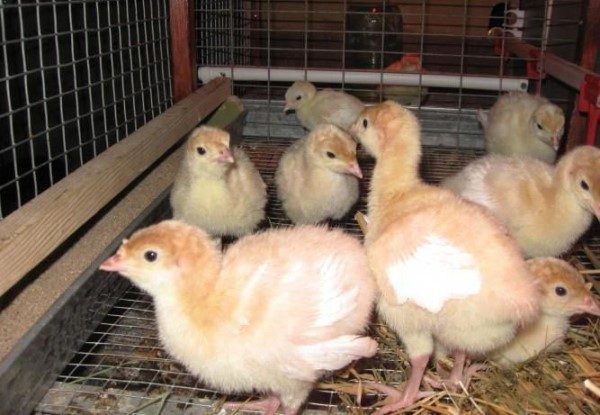  Mantener y cuidar a los pollitos de pavo.