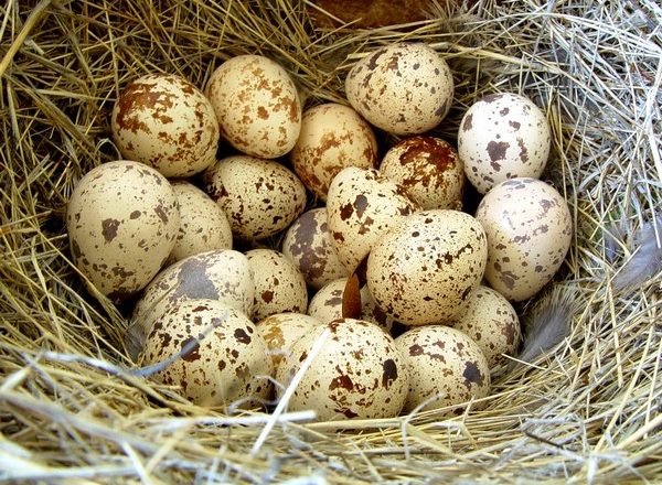  incubacion de huevos de codorniz