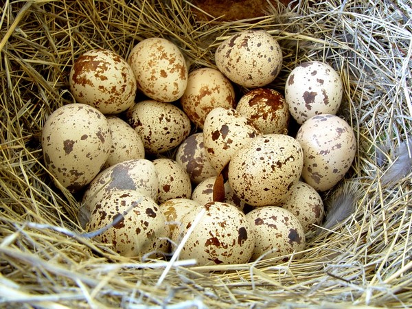  quail eggs incubation