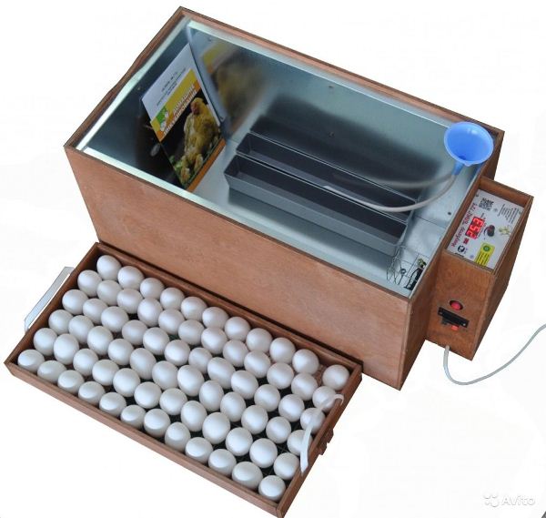  Incubator Blitz