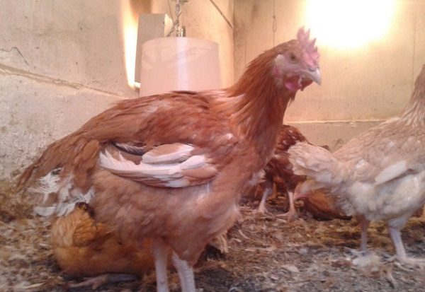  Feeding Redbro Chickens