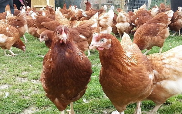  rodonita de pollos