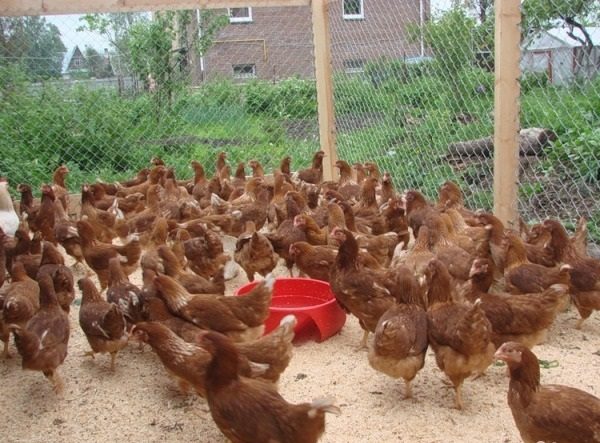  Laying hens rhodonite