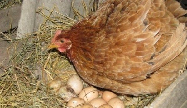  Pollo que pone en los huevos