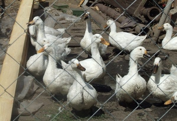  Patos macho agidel