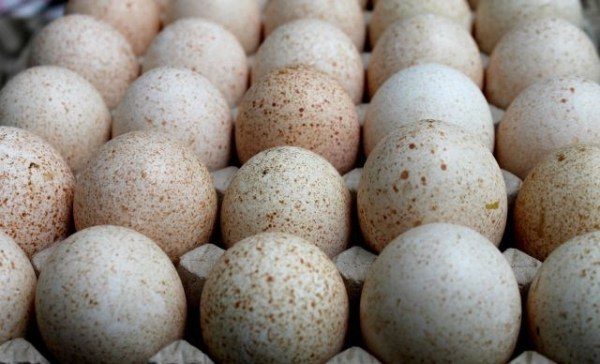  Turkey eggs