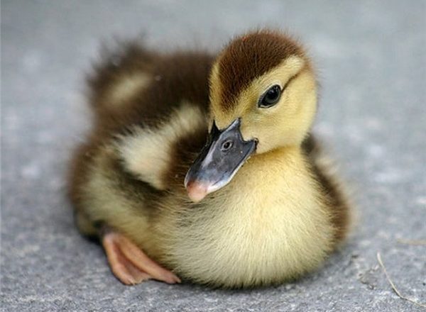  incubación de huevo de pato
