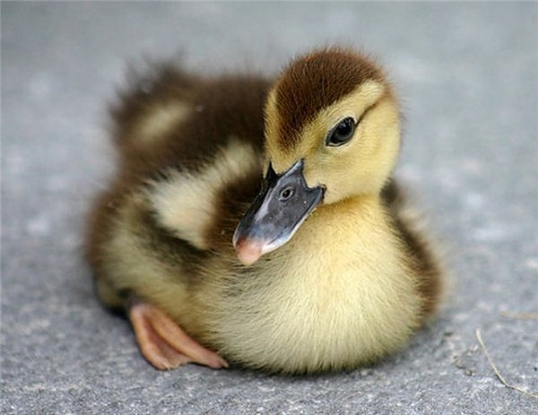  duck egg incubation