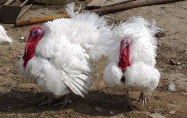  Type of white wide-breasted turkeys on the run