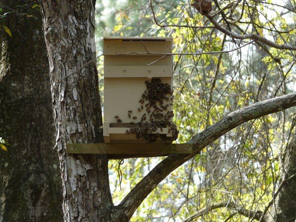  Trap for bees with flown insects