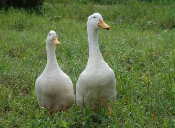  duck agidel