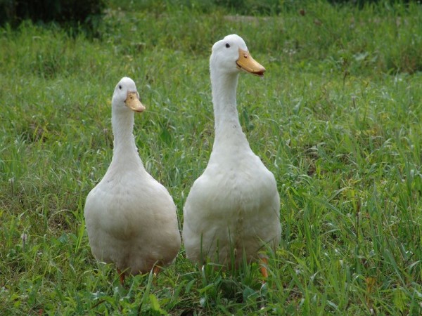  pato agidel