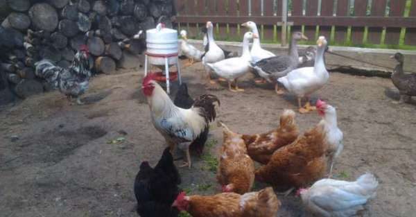  gallinas, patos, gansos, pavos