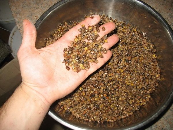  ¿Cómo se ve el polen de abeja natural?