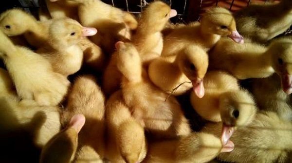  Recently hatched broiler ducklings