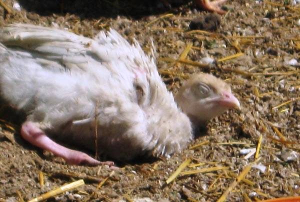  Coccidiosi in pozioni