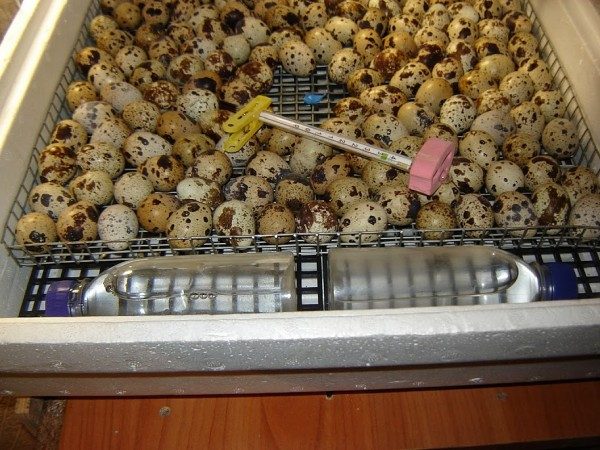  Maintaining the right temperature in the incubator