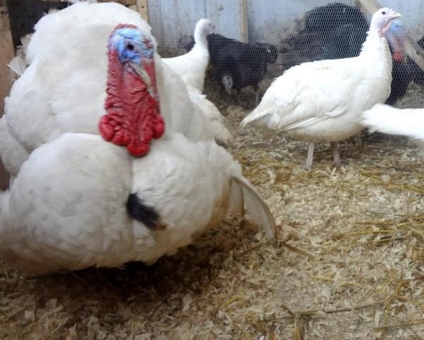  White wide-breasted turkeys in the yard