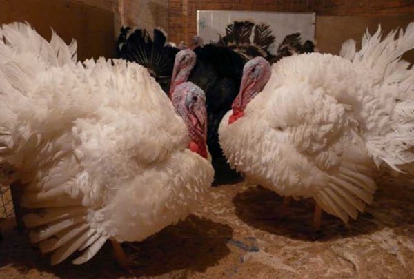  Breed white broad-breasted in the pen