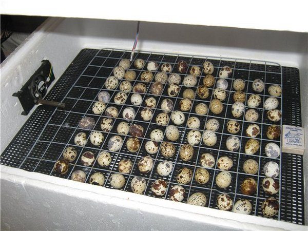  Huevos de la incubadora