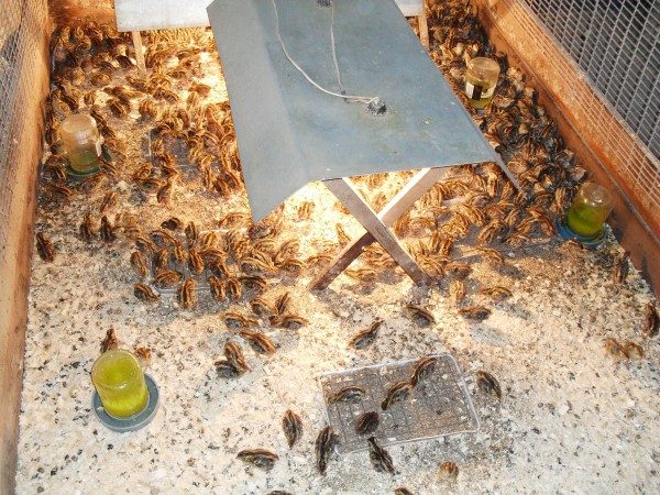  Organization of the content of chicks