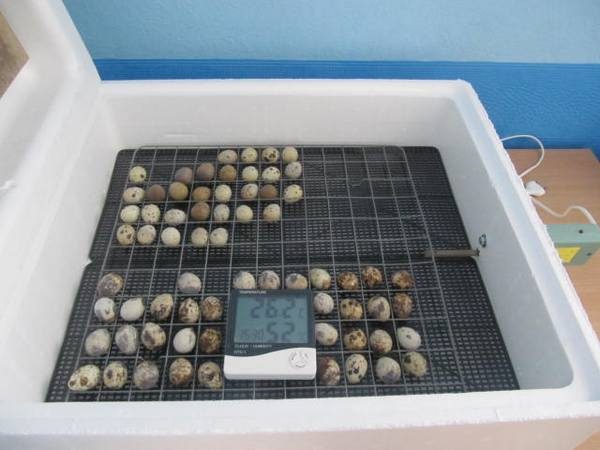  Colocar los huevos en la incubadora y comprobar la temperatura requerida.