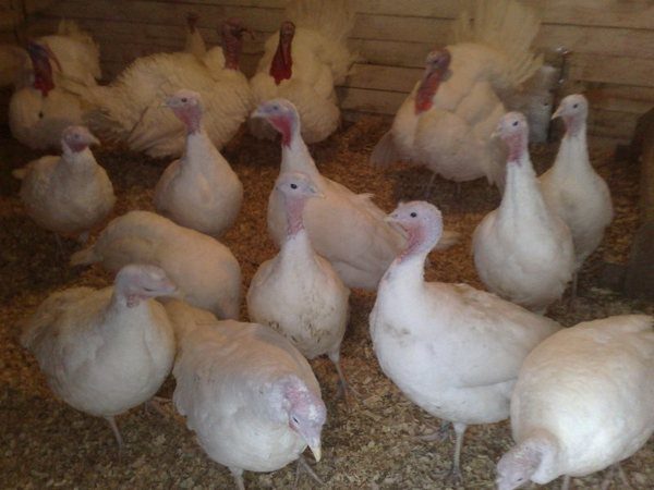  Grown white broad-chested turkeys