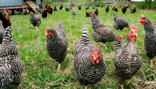  Laying hens on a walking farm