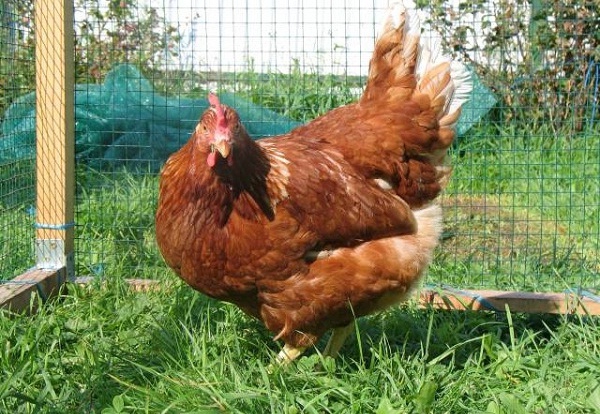  gallina redbro