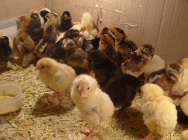  Chickens from an incubator in a carton