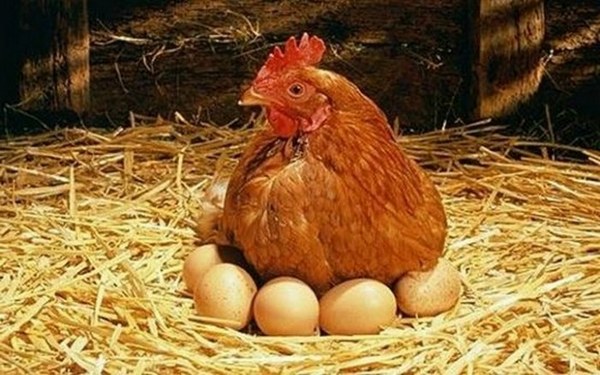  Alimentación gallinas ponedoras