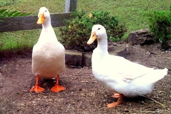  Raza de patos agidel