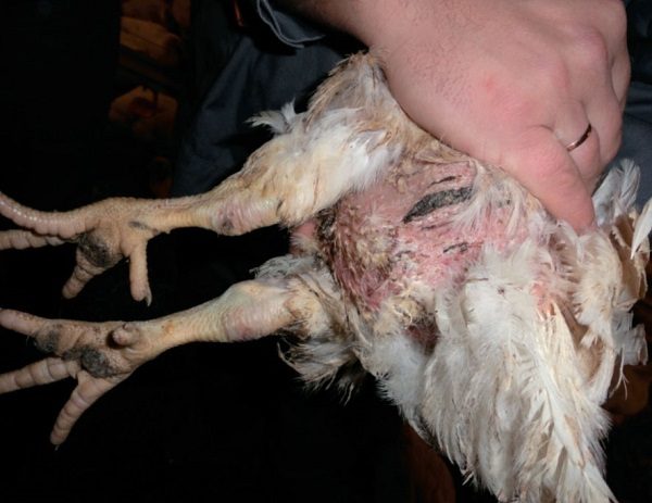  colibacteriosi nei polli da carne