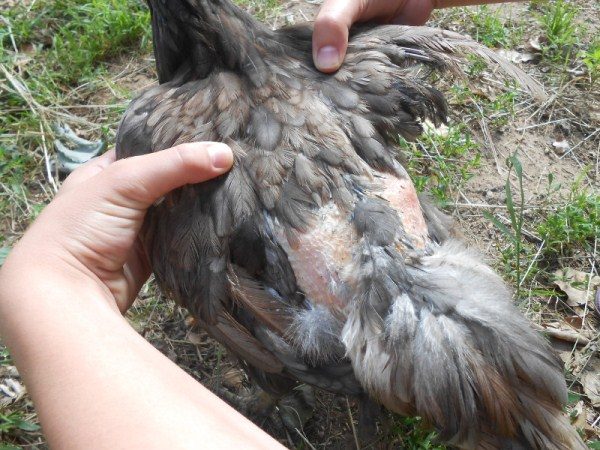  Frango depois de peroed