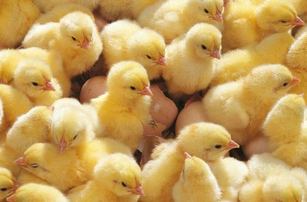  Pollitos de incubadora