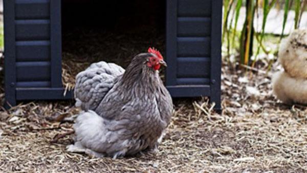  Pollo gris