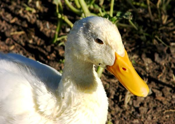  especies de pato agidel