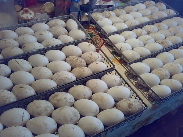  Goose eggs in the incubator