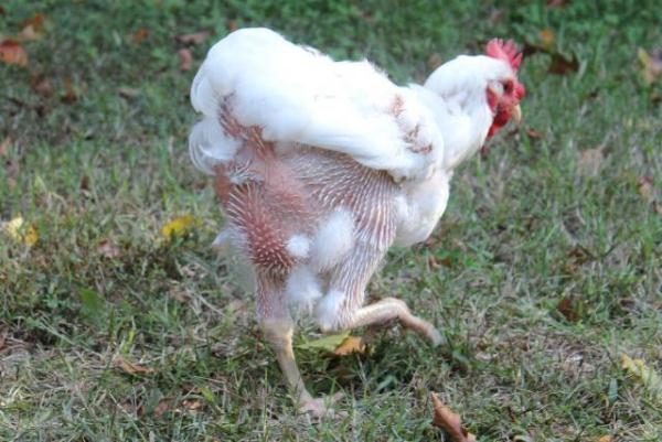  Shedding chickens