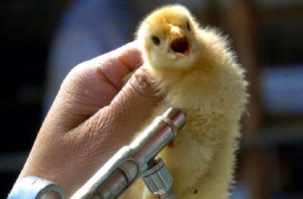 Vacunación De Pollos Para La Coccidiosis.