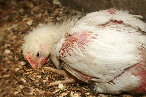  Coccidiosis De Pollo