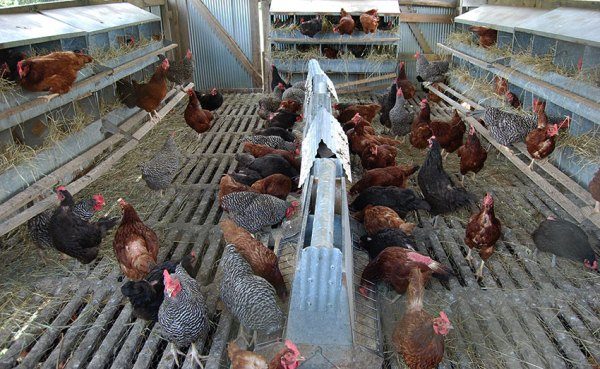  Feeding laying hens